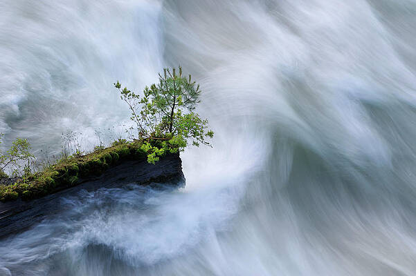 Nature Wall Art featuring the digital art Small Tree Growing On Log by Heeb Photos