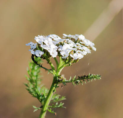 Wild Photograph - Small White Flowers by Scott Lyons