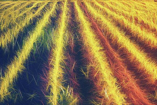 Smell Of The Corn Print