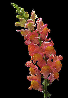 Flower Photograph - Snapdragon Flower by Susan Candelario