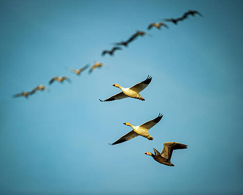Missouri Wall Art featuring the photograph Snow Formations by Jeff Phillippi