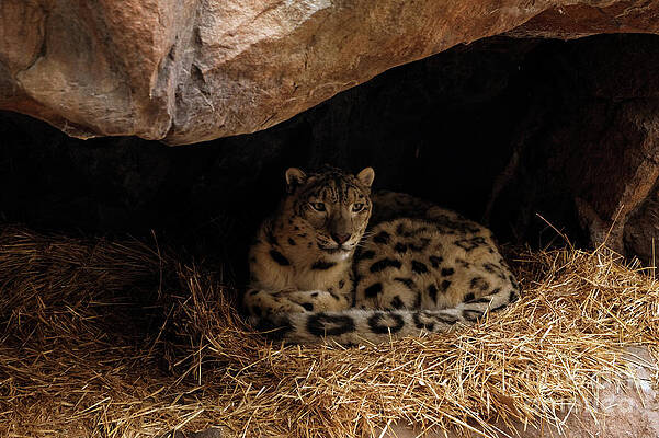 Minnesota Photograph - Snow Leopard by Natural Focal Point Photography