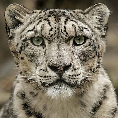 Photograph - SnowLeopardFacial by Chris Boulton