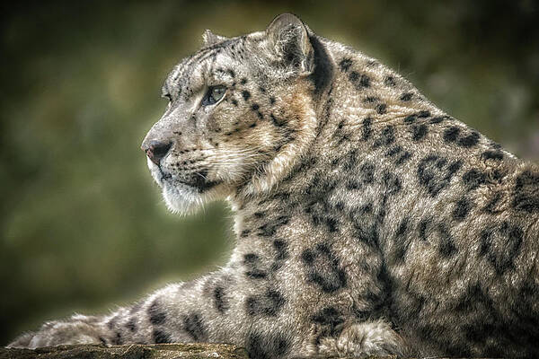 Portrait Photograph - SnowLeopardPortrait by Chris Boulton