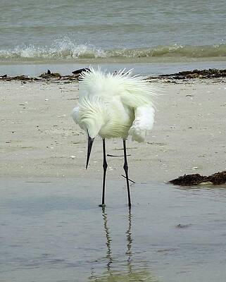 Wall Art featuring the photograph Snowy Egret Showoff by Karen Stansberry