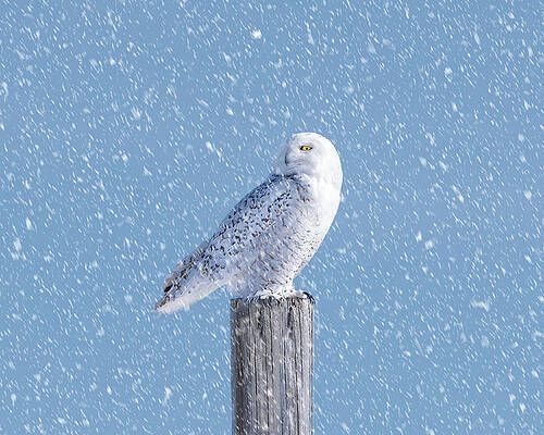 Beautiful Wall Art featuring the photograph Snowy Owl by James Overesch