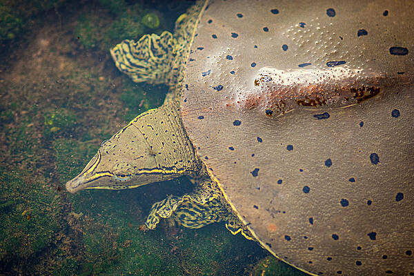 Wall Art featuring the photograph Softshell Turtle by Jeff Phillippi