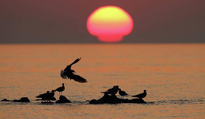 Atmospheric Wall Art featuring the digital art Sooty Gulls, Sultanate Of Oman by Thomas Gruner