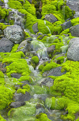 Wall Art featuring the photograph South Georgia, Smaaland Cove, Stream by Eastcott Momatiuk
