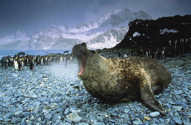 Elephant Seal on Rocky Antarctic Beach Wall Art