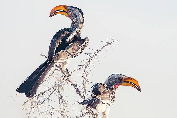Yellow Wall Art featuring the digital art Southern Yellow-billed Hornbill, Namibia by Marco Bottigelli