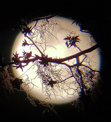 Wall Art featuring the photograph Spanish Moon by Karen Stansberry