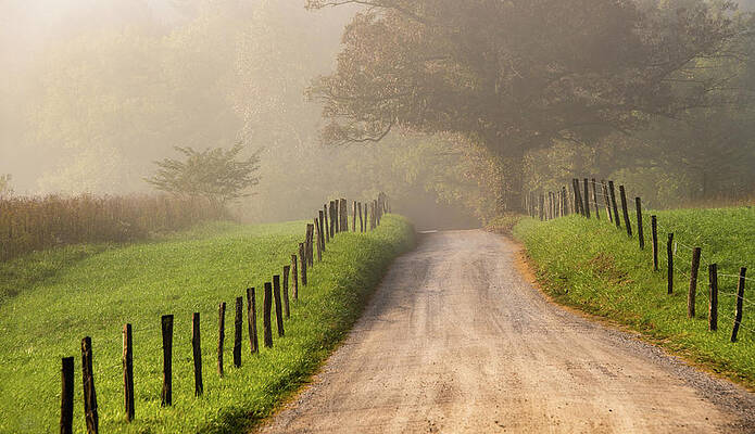 Serene Photograph - Sparks Lane In Fog by Marcy Wielfaert