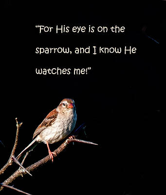 Cade Cove Photograph - Sparrow Care by Marcy Wielfaert