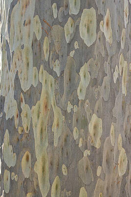 Wall Art featuring the photograph Spotted Gum Tree Trunk, Australia by Eastcott Momatiuk