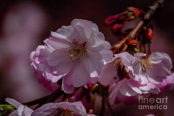 Spring Wall Art featuring the photograph Spring Arrives by William Norton