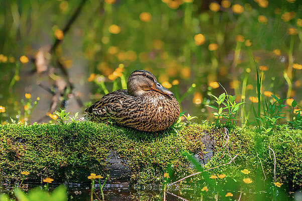 Beautiful Wall Art featuring the photograph Spring Colors by James Overesch