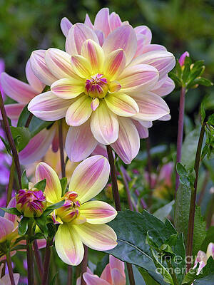 Flower Photograph - Spring Ecstacy by Randall Dill