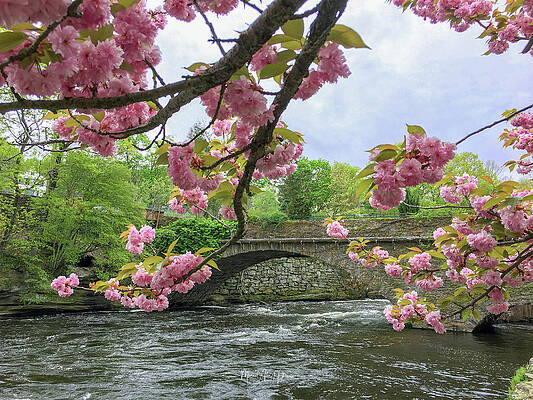 Wall Art featuring the photograph Spring Time In Windham by Veterans Aerial Media LLC