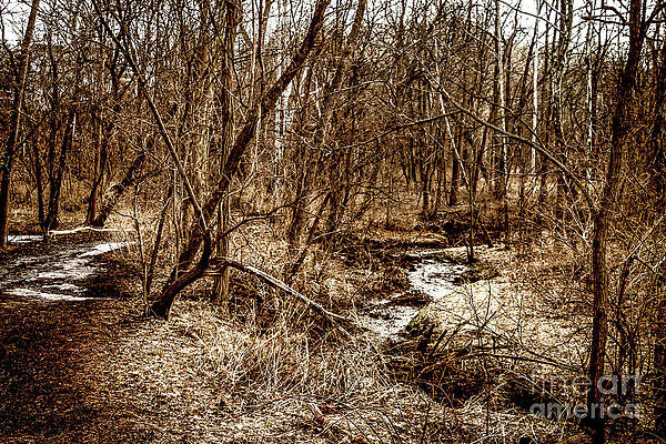 Spring Wall Art featuring the photograph Springs New Adventure by William Norton