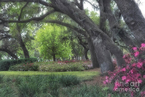 Fl Wall Art featuring the photograph Springtime In The Park by Mary Lou Chmura