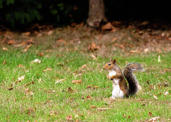 Wild Photograph - Squirrel Stood Up In Grass by Scott Lyons
