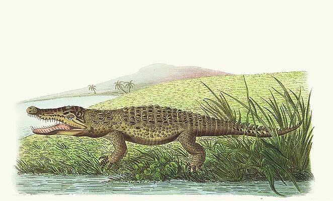 Reptile Painting - St Domingo Crocodile by George Shaw