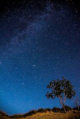 Tree Wall Art featuring the photograph Star Field On The Dunes by Owen Weber