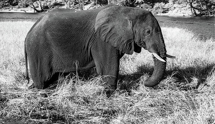 Natural Photograph - Star Of Chobe, Black And White by Marcy Wielfaert