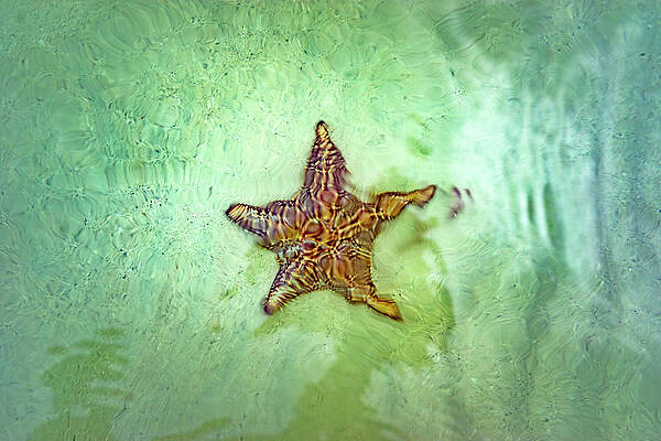 Caribbean Wall Art featuring the digital art Starfish Point, Cayman Islands by Angela Pagano