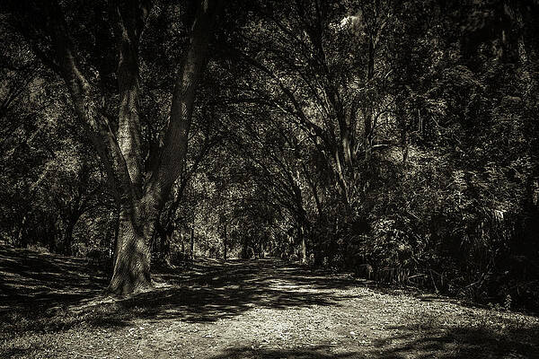 Wall Art featuring the photograph Infinito by Joe Leone