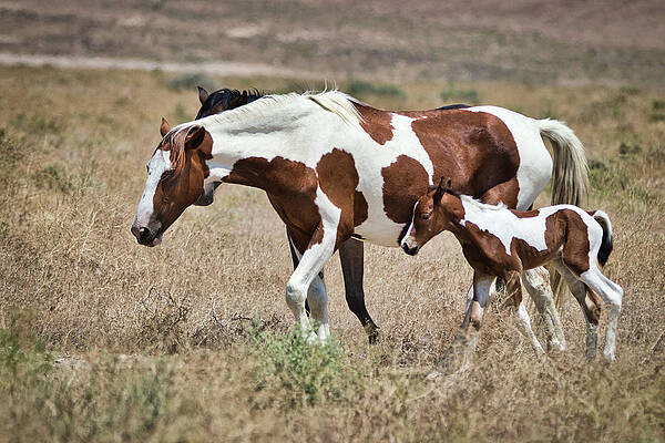 Nature Photograph - Stick To Mom by American Landscapes