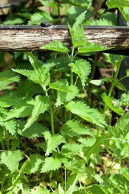 Stinging Nettles In A Garden Print