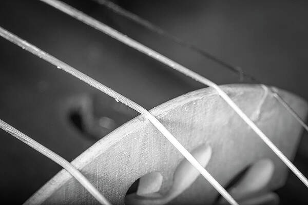 Musician Wall Art featuring the photograph Strings Series 27 by David Morefield