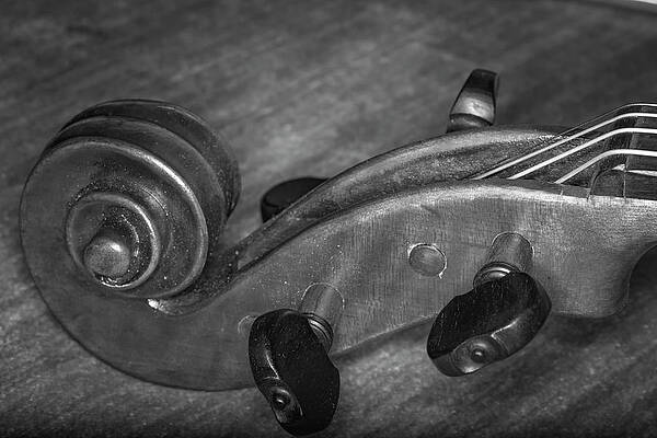 Musician Wall Art featuring the photograph Strings Series 30 by David Morefield