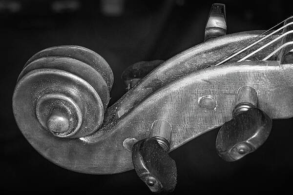 Musician Wall Art featuring the photograph Strings Series 31 by David Morefield