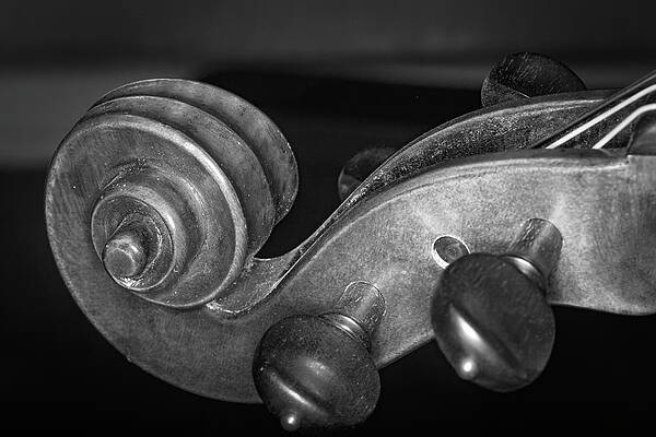 Musician Wall Art featuring the photograph Strings Series 34 by David Morefield