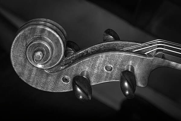 Musician Wall Art featuring the photograph Strings Series 36 by David Morefield
