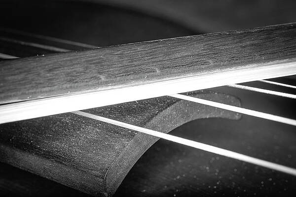 Musician Wall Art featuring the photograph Strings Series 38 by David Morefield