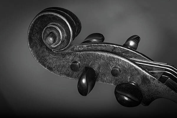 Musician Wall Art featuring the photograph Strings Series 44 by David Morefield