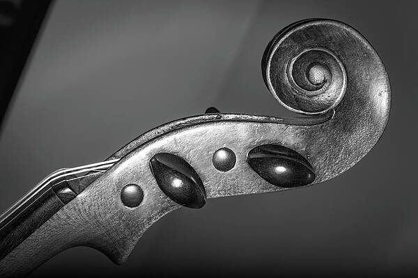 Musician Wall Art featuring the photograph Strings Series 45 by David Morefield