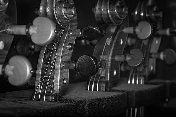 Musician Wall Art featuring the photograph Strings Series 48 by David Morefield