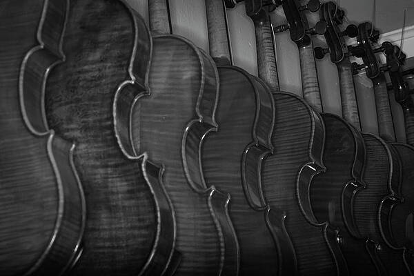Musician Wall Art featuring the photograph Strings Series 49 by David Morefield