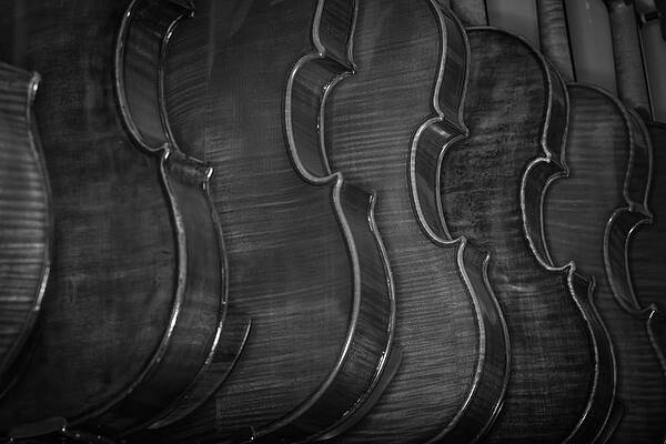 Musician Wall Art featuring the photograph Strings Series 50 by David Morefield
