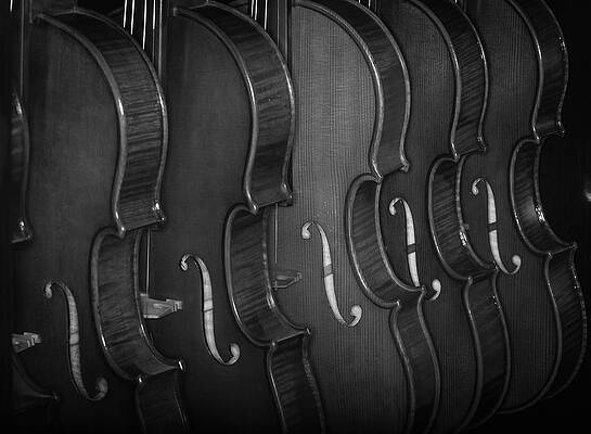 Musician Wall Art featuring the photograph Strings Series 52 by David Morefield