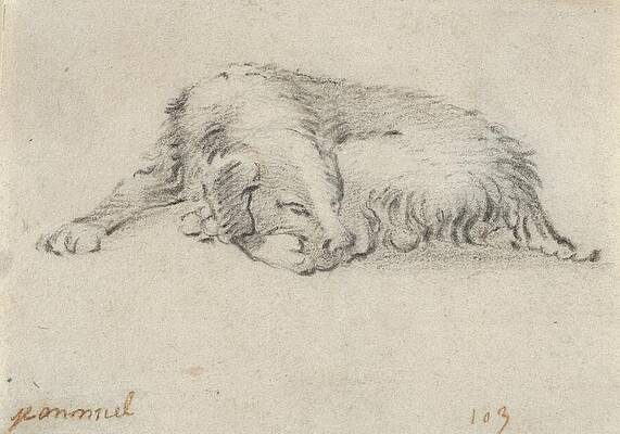 Dog Wall Art featuring the drawing Study Of A Sleeping Dog by Jan Miel