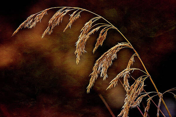 Wall Art featuring the photograph Summer's Passed by Fred Denner