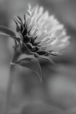 Flower Photograph - SunFlower Field BW by Susan Candelario