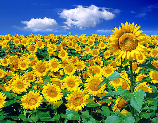 Yellow Wall Art featuring the digital art Sunflower Field by Sebastiano Scattolin
