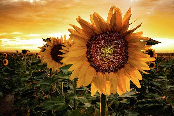 Yellow Wall Art featuring the photograph Sunflower Sunset by Kevin Schwalbe